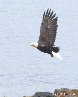 Bad Eagle 1 Juneau Alaska