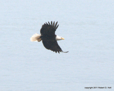 Bald Eagle 2 Juneau Alaska