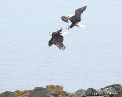 Bald Eagles 3 Juneau Alaska