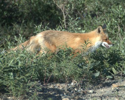 Grinning Fox