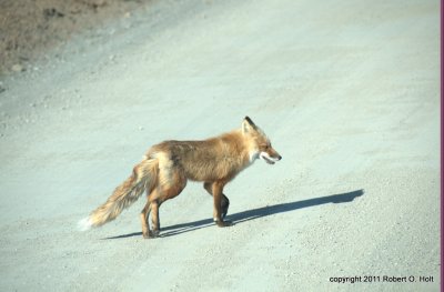 Crossing The Road