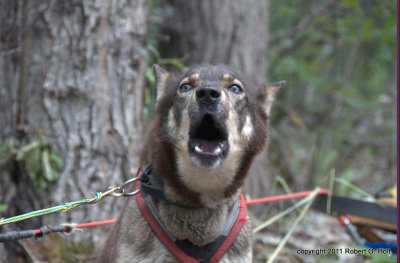 Wheel dog of Dog Sled Team