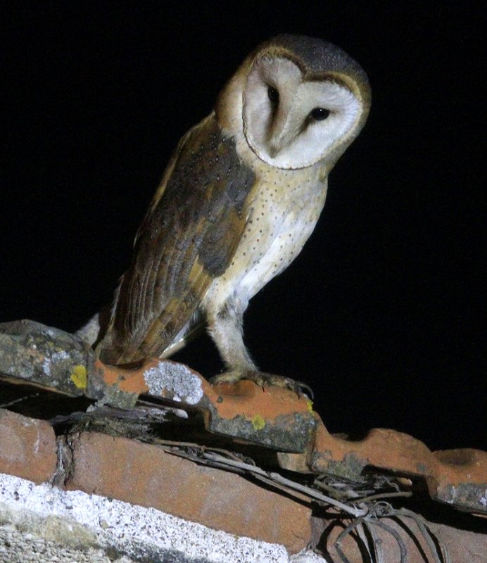Barn Owl-Kerkuil