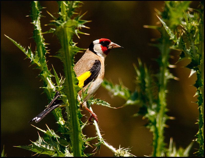    Goldfinch-Putter