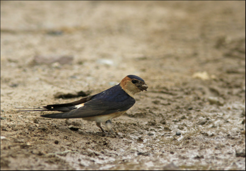 Red- Rumped Swallow-Roodstuitzwaluw