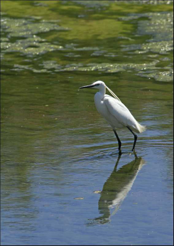 Little Egret-Kleine zilverreiger