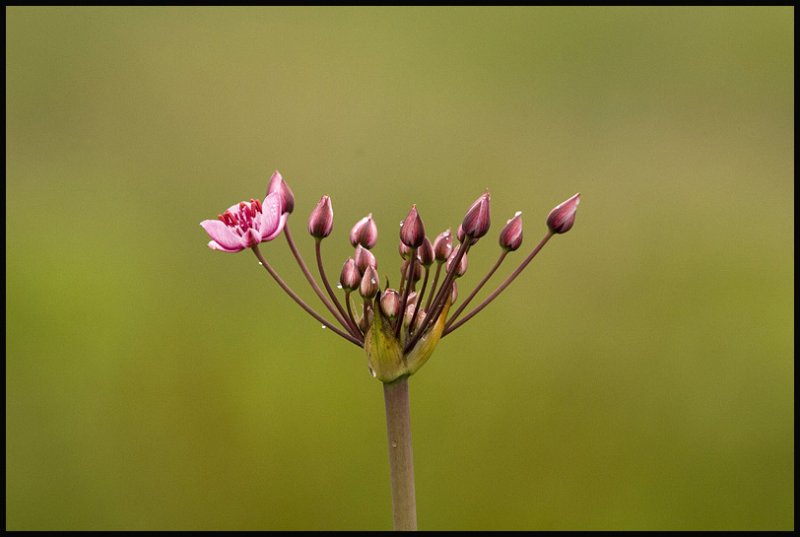 Flowering Rush - Zwanenbloem