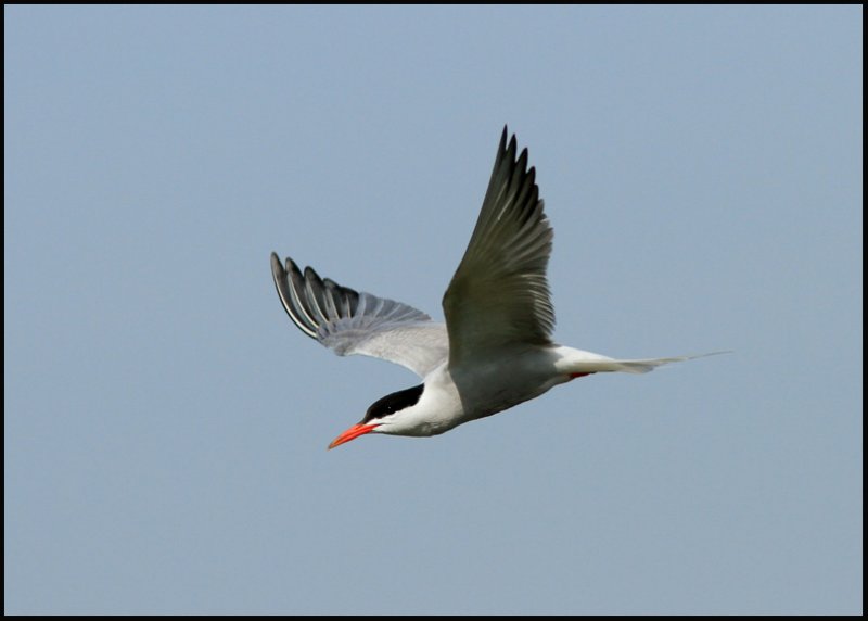 Common Tern-Visdief