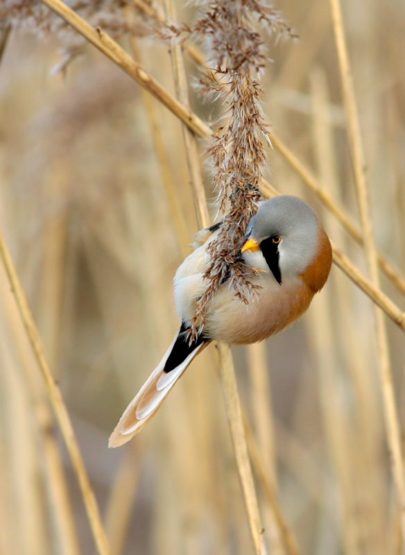 Bearded Tit-Baardman