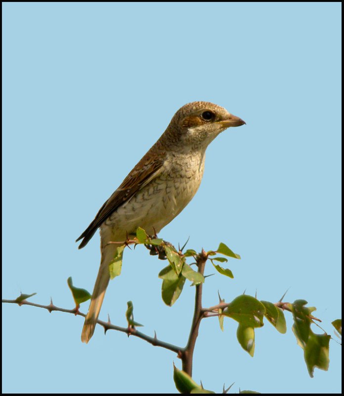 Red backet Shrike-Grauwe Klauwier - Lanius collurio