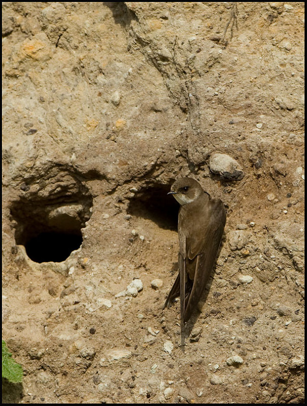 Sand Martin- Oeverzwaluw.