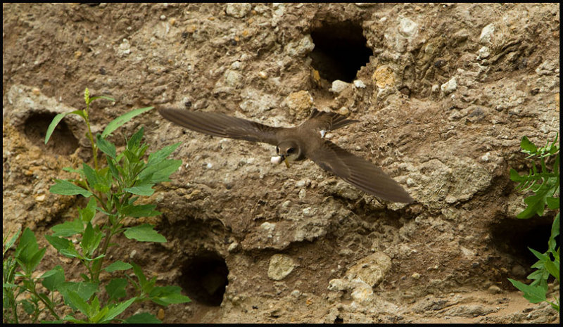 Sand Martin- Oeverzwaluw.