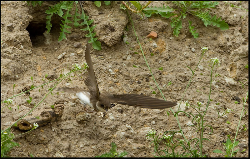 Sand Martin- Oeverzwaluw.