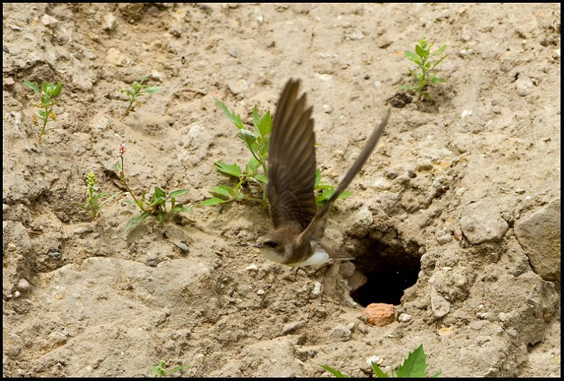 Sand Martin- Oeverzwaluw.