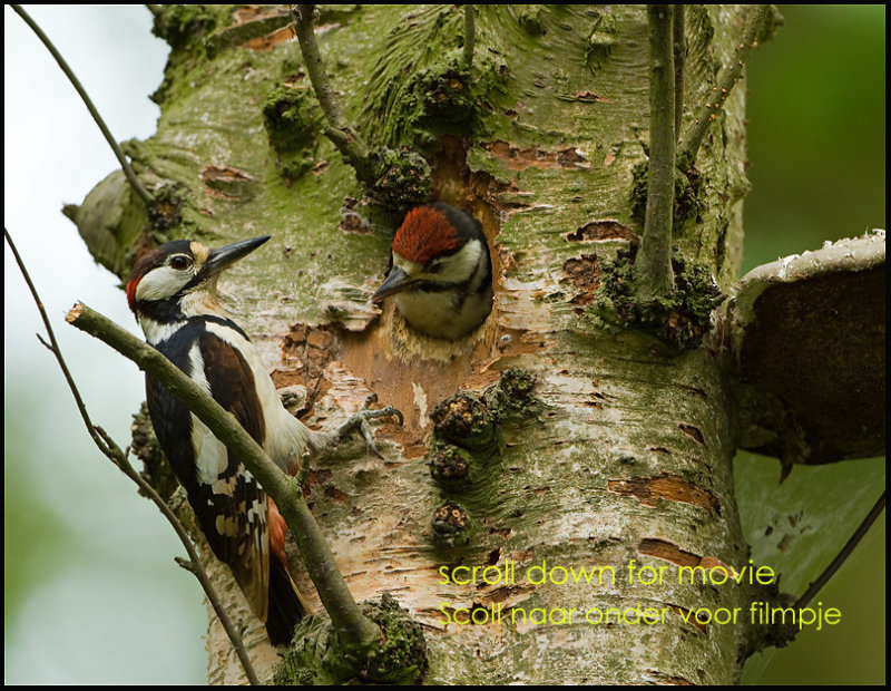 Great Spotted Woodpecker-Grote Bonte Specht