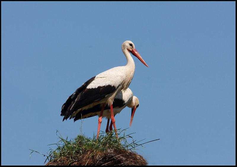 White Stork-Ooievaar.