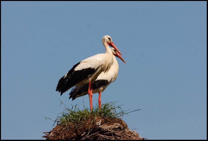 White Stork-Ooievaar