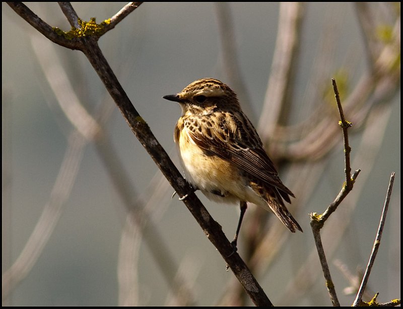  Whinchat- Paapje - Saxicola rubetra