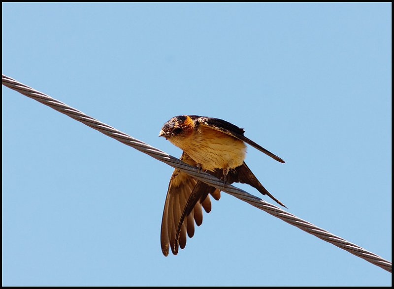 Red rumped swallow-Roodstuitzwaluw - Cecropis daurica