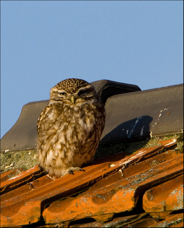 Little Owl - Steenuil - Athene vidalii