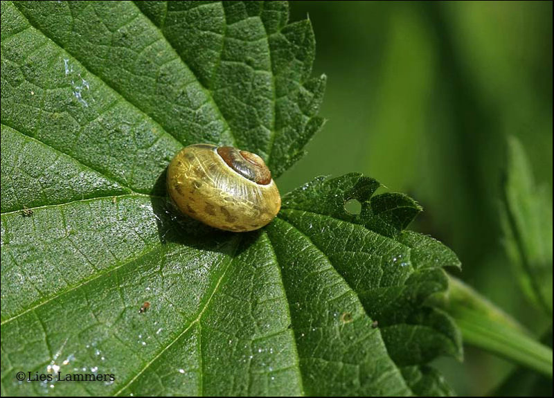 Grove snail / Tuinslak  6797