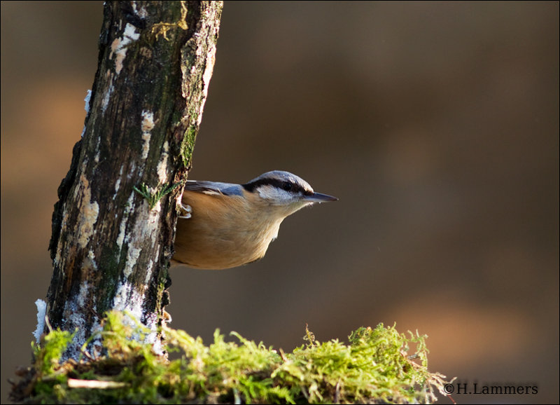 Nuthatch -Boomklever - Sitta europaea 