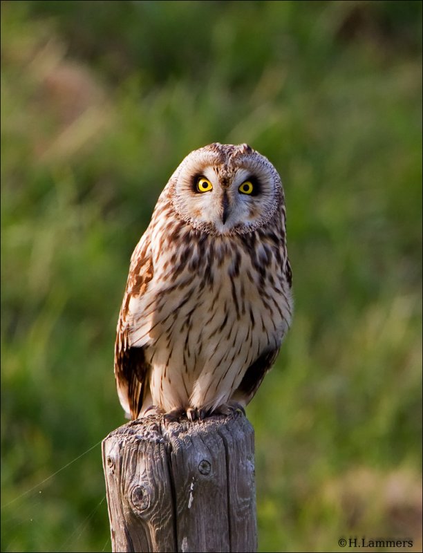  Short-eared Owl - Velduil - Asio flammeus