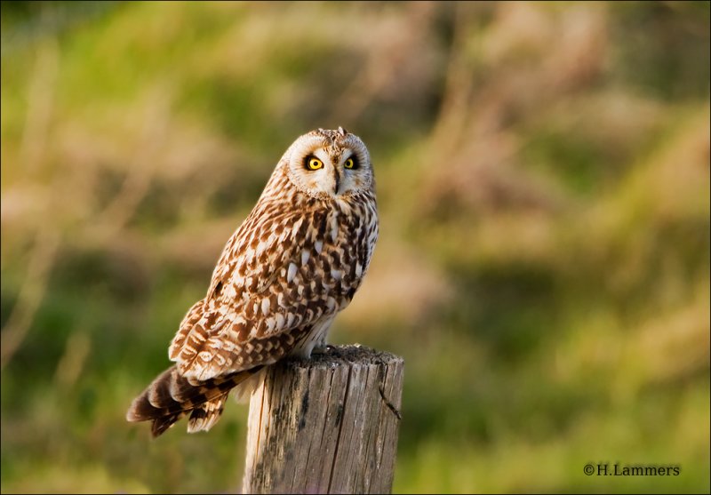 Short-eared Owl  - Velduil