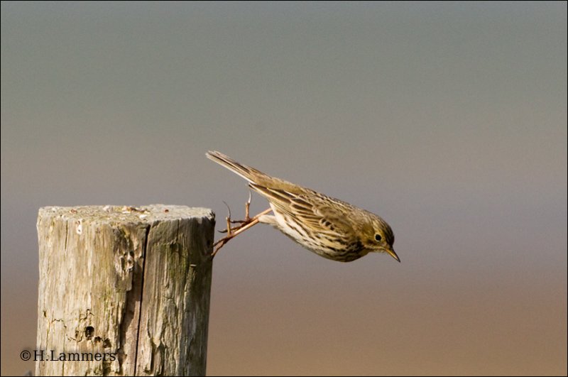 Meadow Pipit - Graspieper - Anthus pratensis