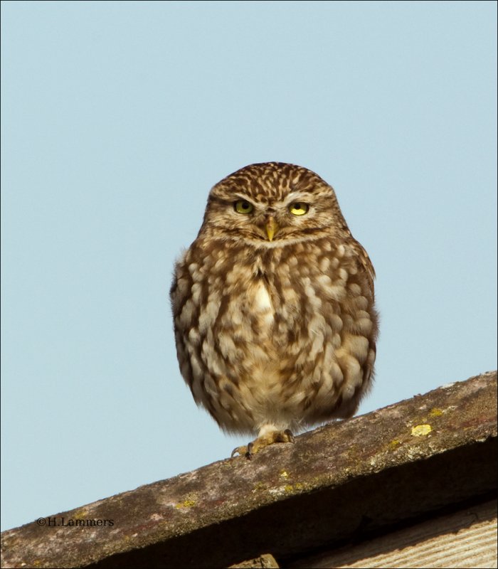 Little Owl  - Steenuil -  Athene vidalii