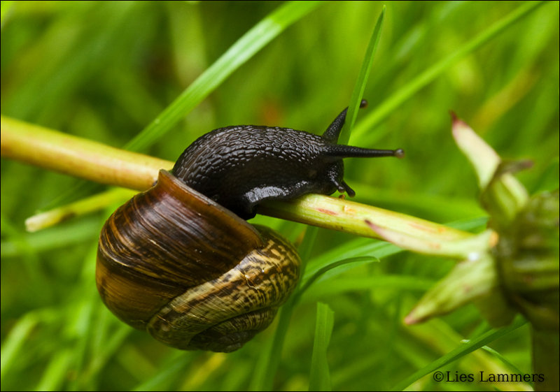 Garden snail -Tuinslak 6535