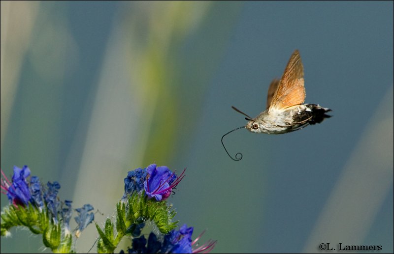 Hummingbird Hawk-moth - Kolibrievlinder_P4B5577.jpg