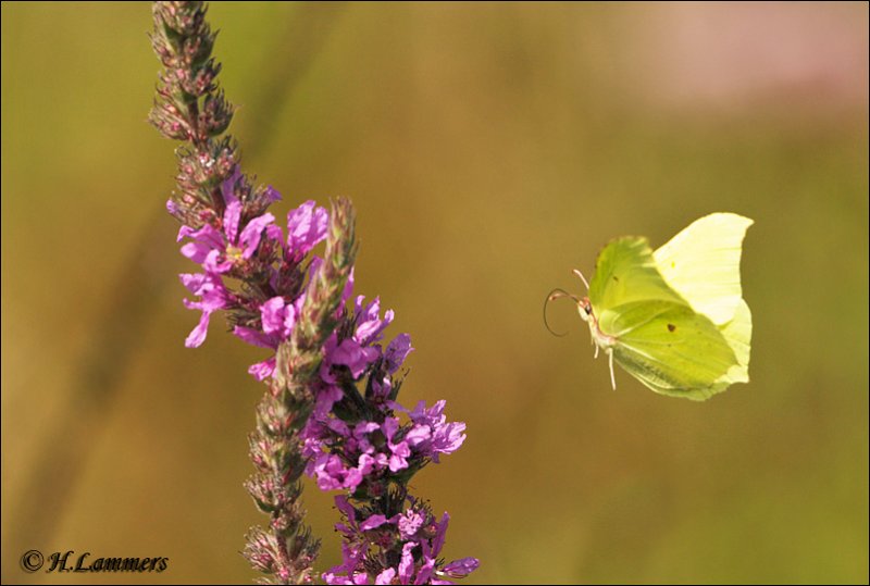 Brimstone - Citroenvlinder_P4B6019.