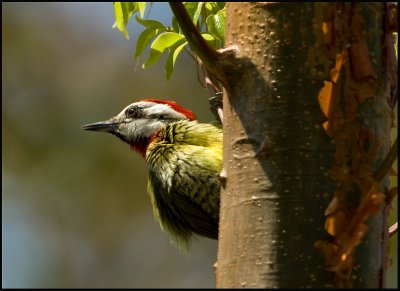 Cuban Green Woodpecker - Cubaanse groene specht -  Xiphidiopicus percus .
