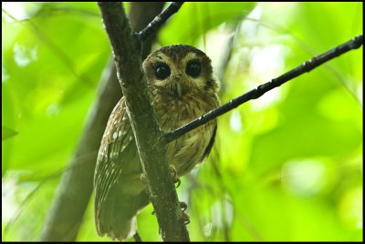  Bare- Legged Owl -  Cubaanse schreeuwuil - Margarobyas lawrencii