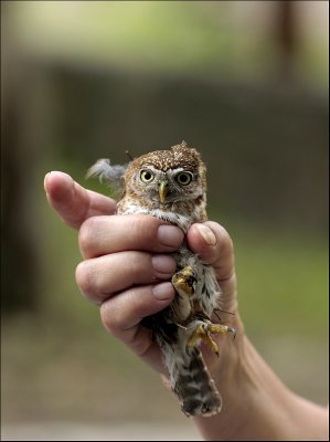  Cuban Pygmy Owl - Cubaanse dwerguil - Glaucidium siju