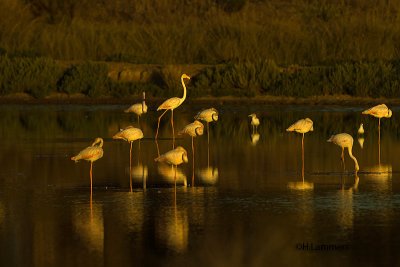 Flamingo-Greather Flamingo_MG_3617
