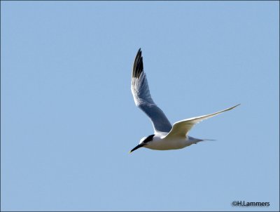 Gr.Stern-Sandwich Tern  _MG_3847