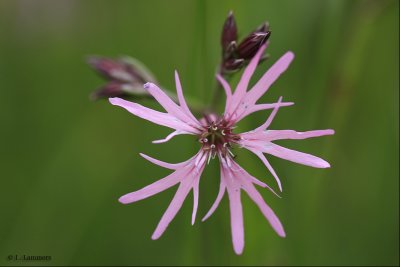  Ragged Robin - Echte Koekoeksbloem  6987