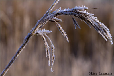 Frozen reed - Rietstengel   5019