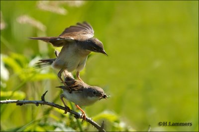 Whitethroat - Grasmus - Sylvia communis