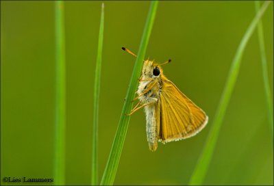 Essex skipper - Zwartsprietdikkopje_MG_4857 