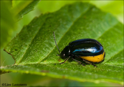 Alder Leaf Beetle - Elzenhaantje 3802