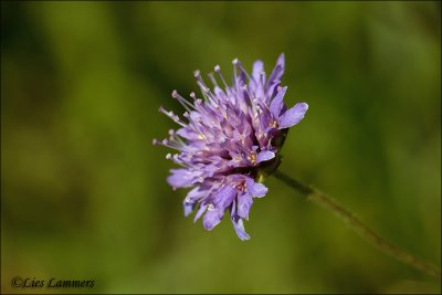 Field scabious - Beemdkroon_MG_4398