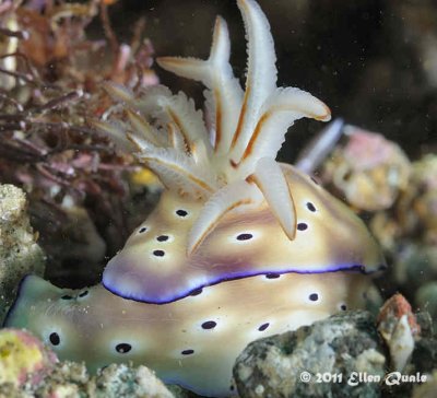 Nudibranch_W_2476.jpg