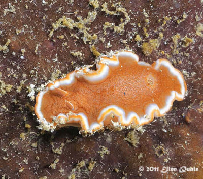 Nudibranch_W_2290.jpg