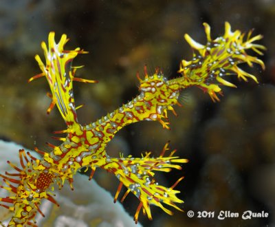 Ornate Ghost Pipefish