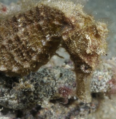 Common Seahorse