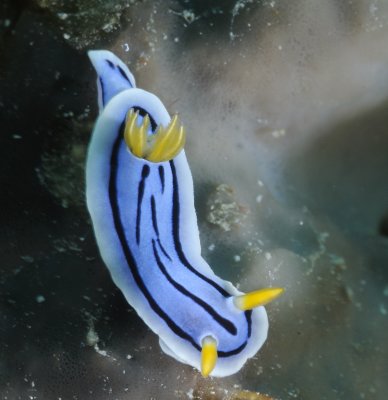 Nudibranch_1101106seqn}.20002230.jpg