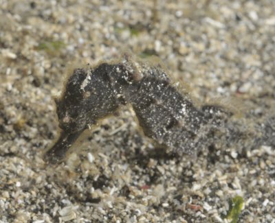 Black Pygmy Seahorse